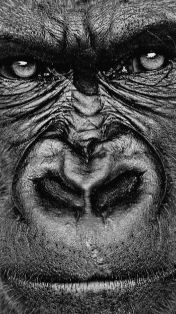 Animal gorilla Phone Wallpaper