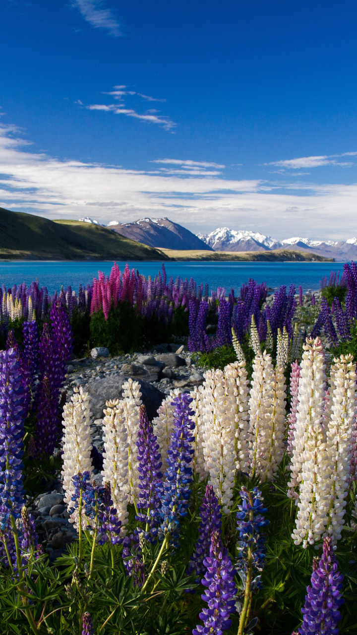 Snow Capped Mountains & The Beautiful Lupine Flowers