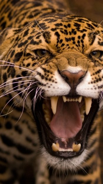 Animal jaguar Phone Wallpaper