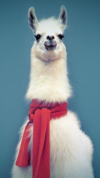 Animal llama Phone Wallpaper