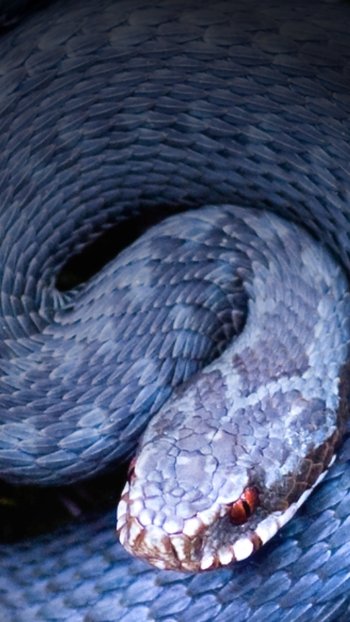 Animal snake Phone Wallpaper