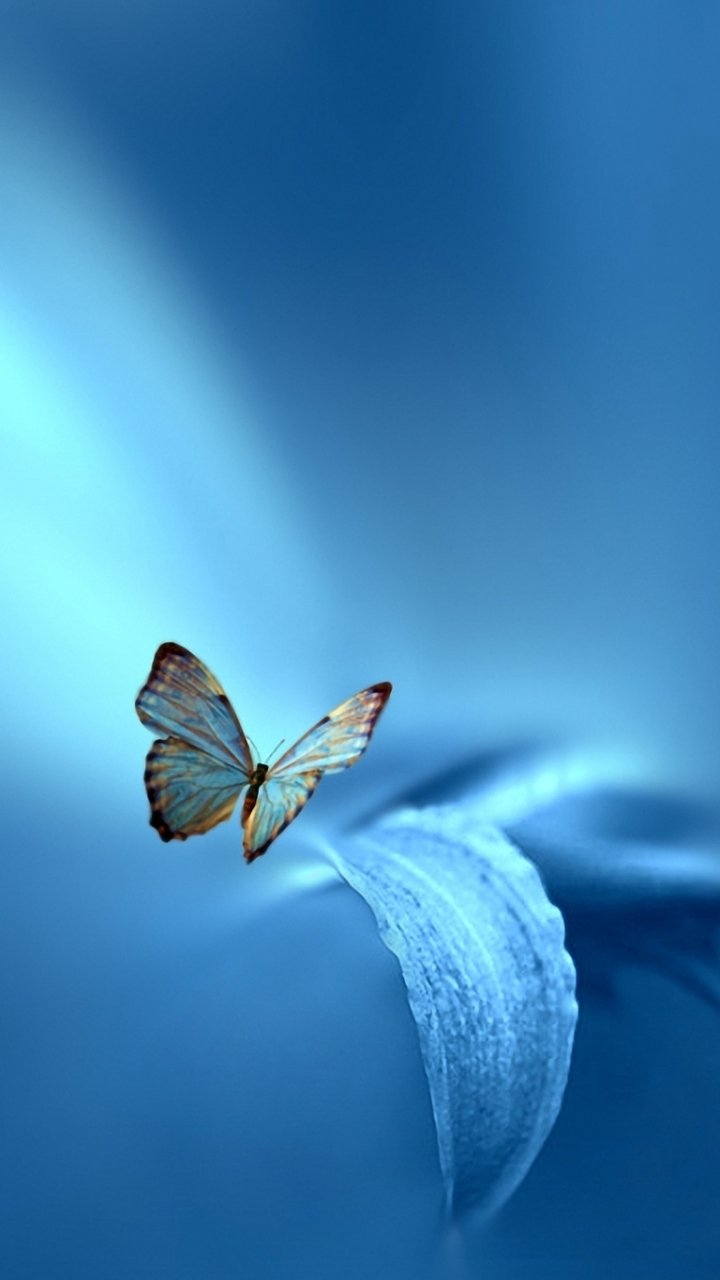 Download Leaf Blue Macro Animal Butterfly Phone Wallpaper