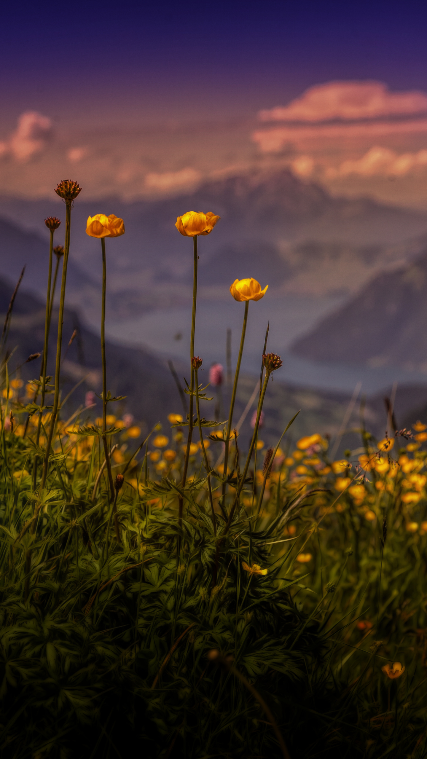 Buttercup View by Chris Frank