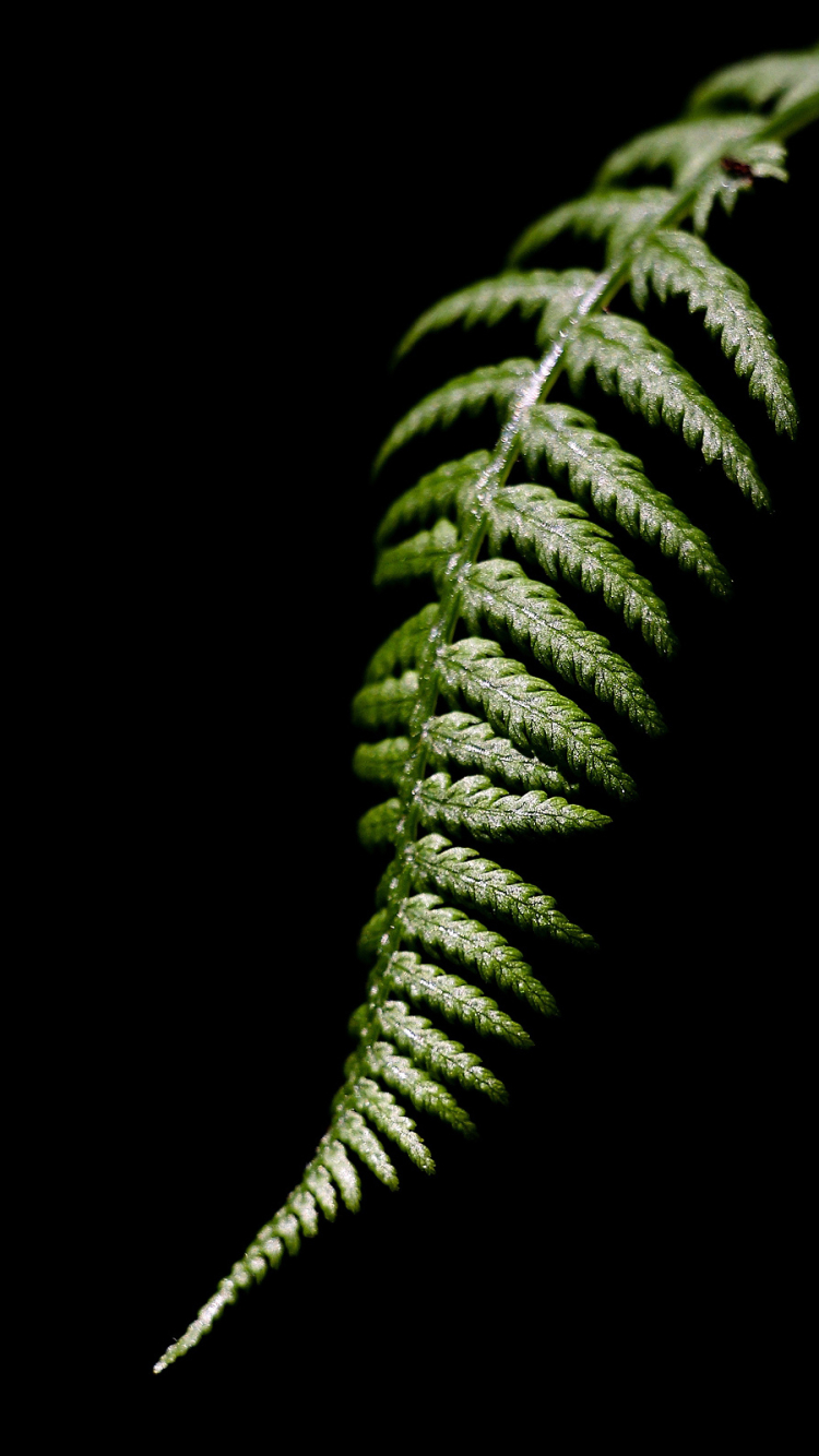 Download Nature Fern Phone Wallpaper - Mobile Abyss