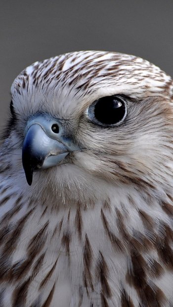 Animal falcon Phone Wallpaper