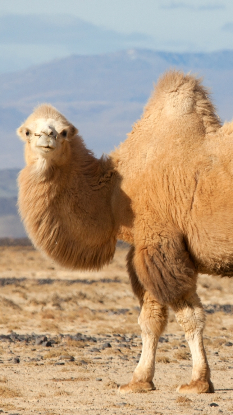Camel Phone Wallpaper