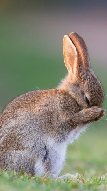  Cute Bunny