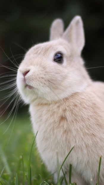 Animal rabbit Phone Wallpaper