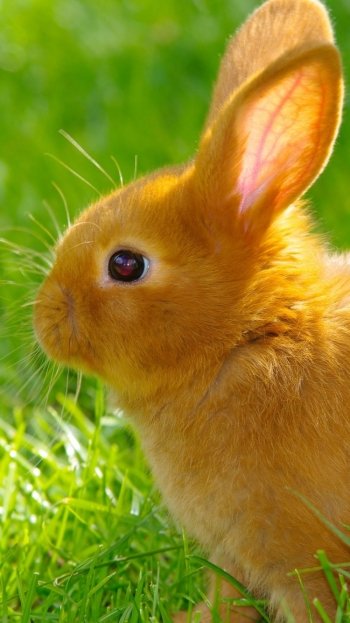Animal rabbit Phone Wallpaper