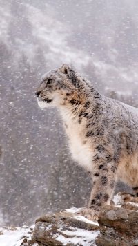 25 Snow Leopard Appleiphone Se 640x1136 Wallpapers Mobile Abyss