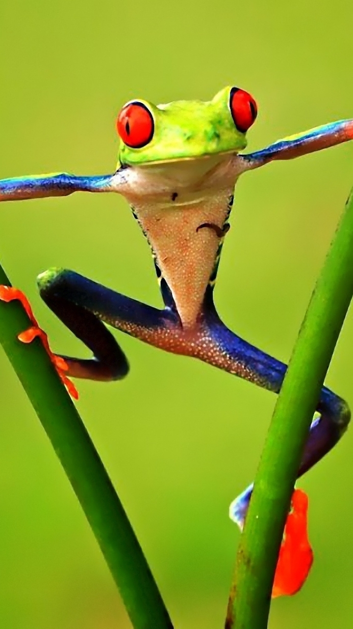 Red Eyed Tree Frog Phone Wallpaper