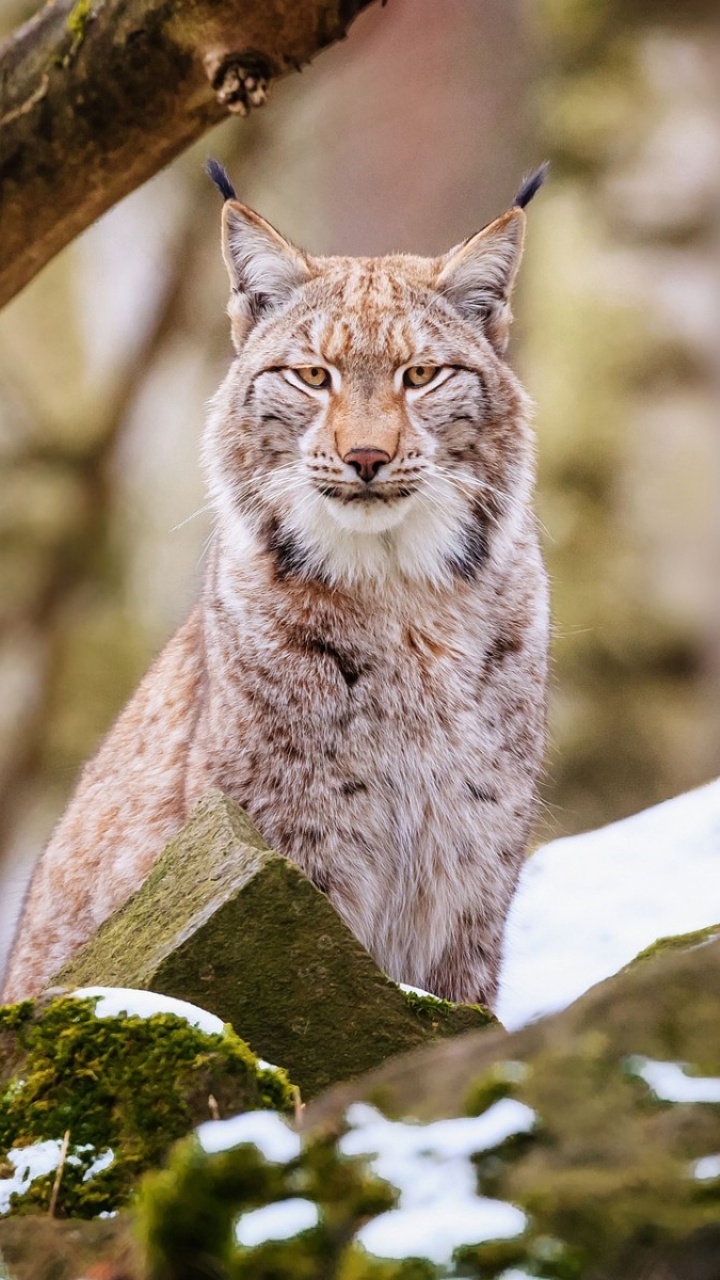 Download Animal Lynx Phone Wallpaper - Mobile Abyss