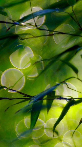 spring dew drop dew green bokeh nature leaf Phone Wallpaper