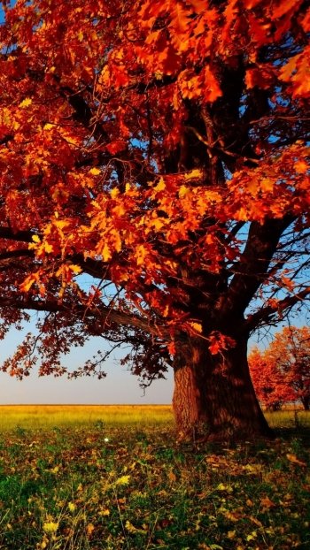 fall field nature tree Phone Wallpaper