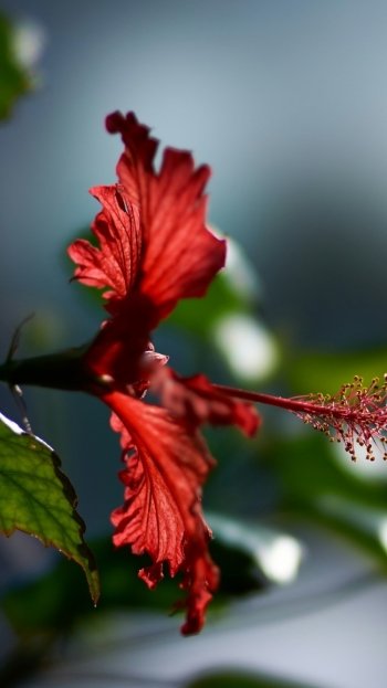macro nature hibiscus Phone Wallpaper
