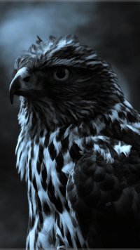 Hawk Wallpapers - Top Free Hawk Backgrounds - WallpaperAccess