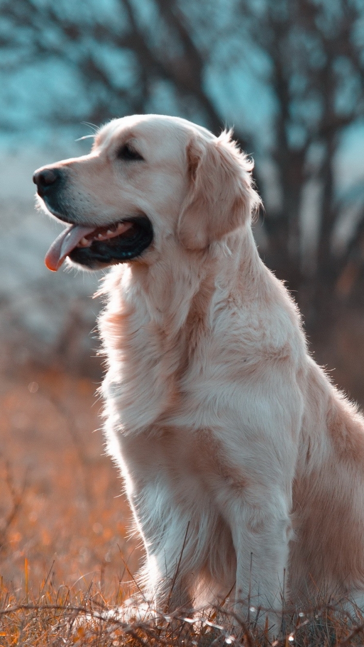 Golden Retriever Puppy Cute Paws HD Dog Wallpaper