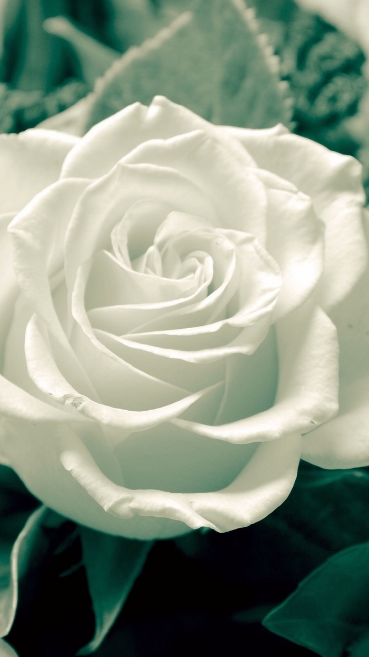 Featured image of post White Roses Wallpaper For Phone Looking for the best black and white rose wallpaper