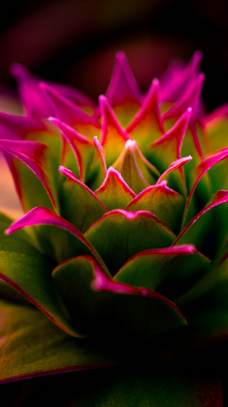 Plant Phone Wallpaper Mobile Abyss