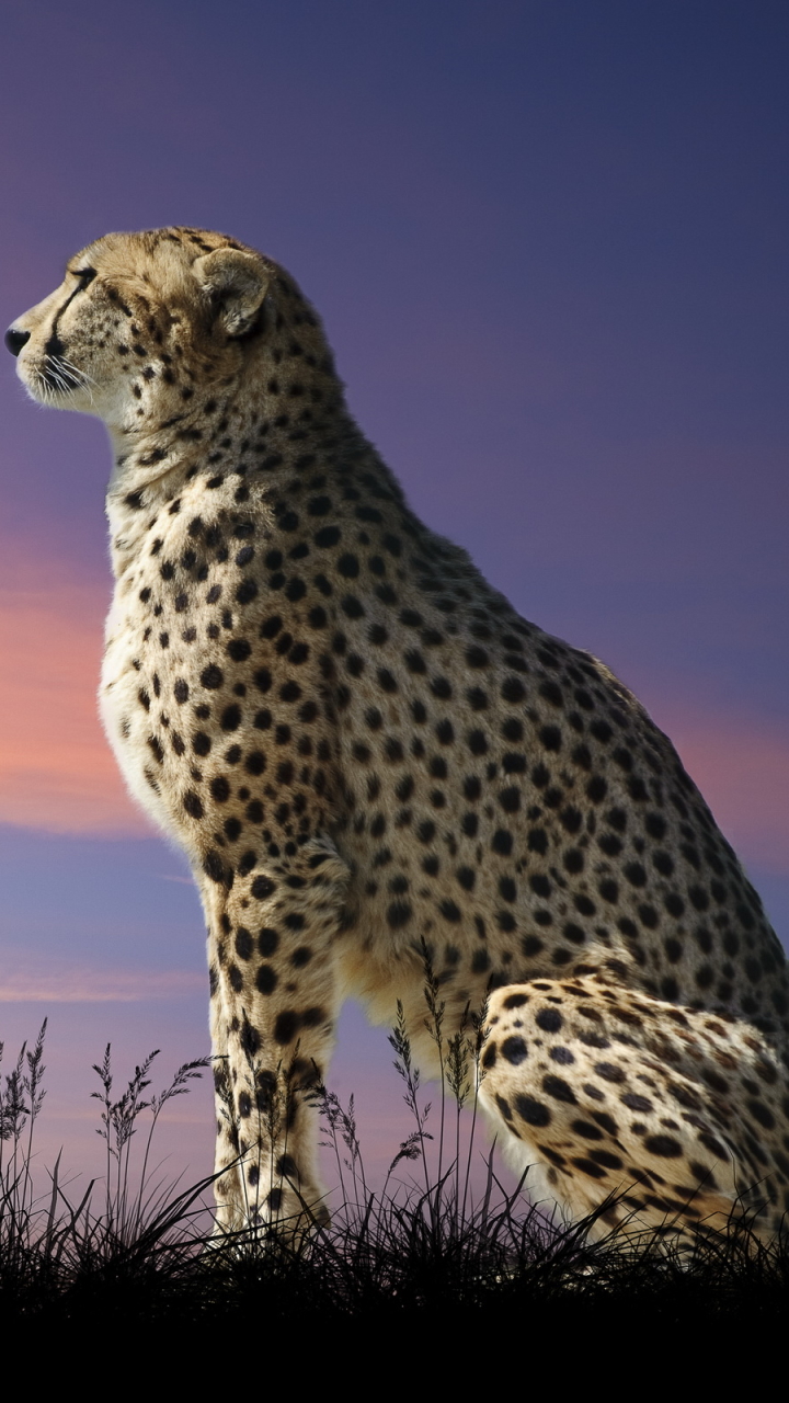 Cheetah Phone Wallpaper