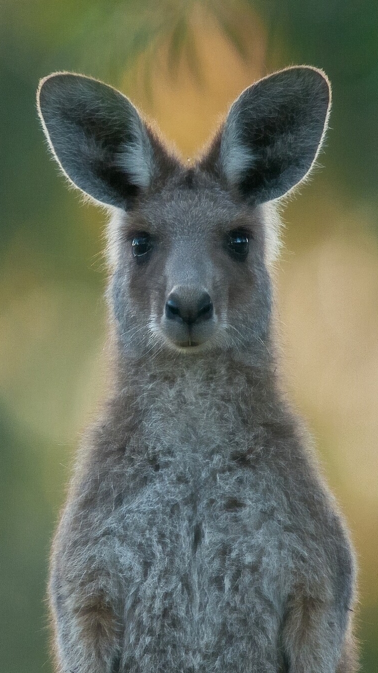 The Purple Necked Rock Wallaby
