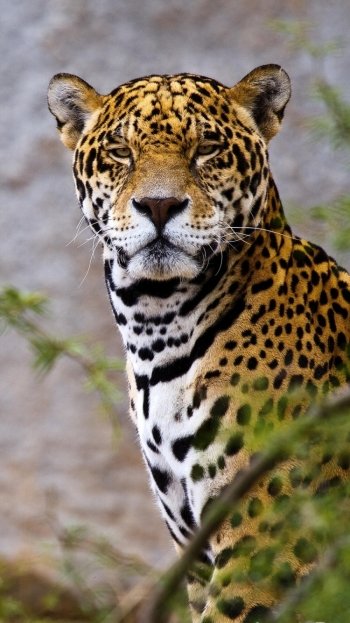 Animal jaguar Phone Wallpaper