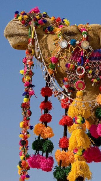  Rajasthan Camel