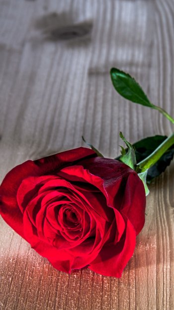  Single Red Rose