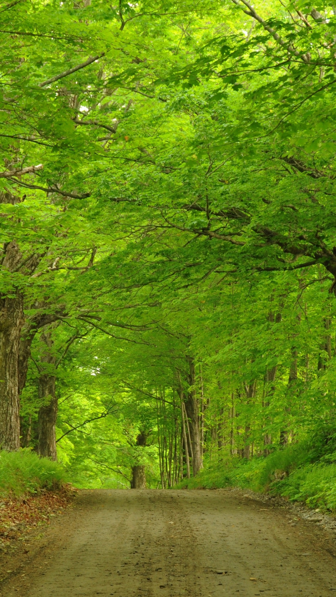 Green Forest Road