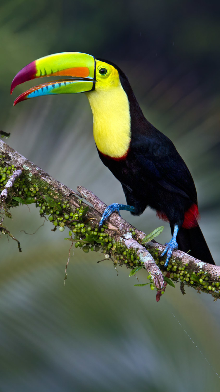 Toucan on Tree Branch
