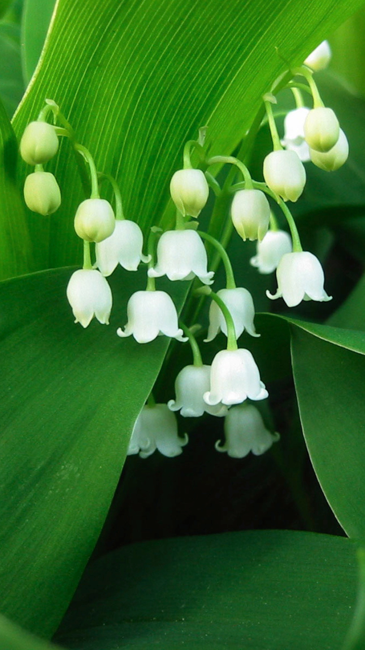 Lily of the valley là một loài hoa vô cùng đẹp và tinh tế. Bạn có thể tải về những hình ảnh của loài hoa này để làm hình nền điện thoại tuyệt đẹp cho mình trên Mobile Abyss. Tận dụng tối đa màn hình với hình nền đầy sắc màu.