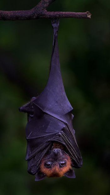  Upside down by mommam 777