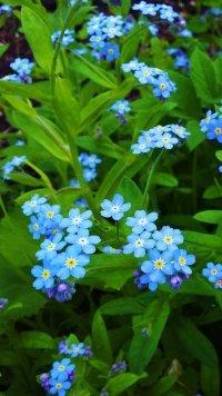 3 Forget Me Not Appleiphone 7 Plus 1080x1920 Wallpapers Mobile