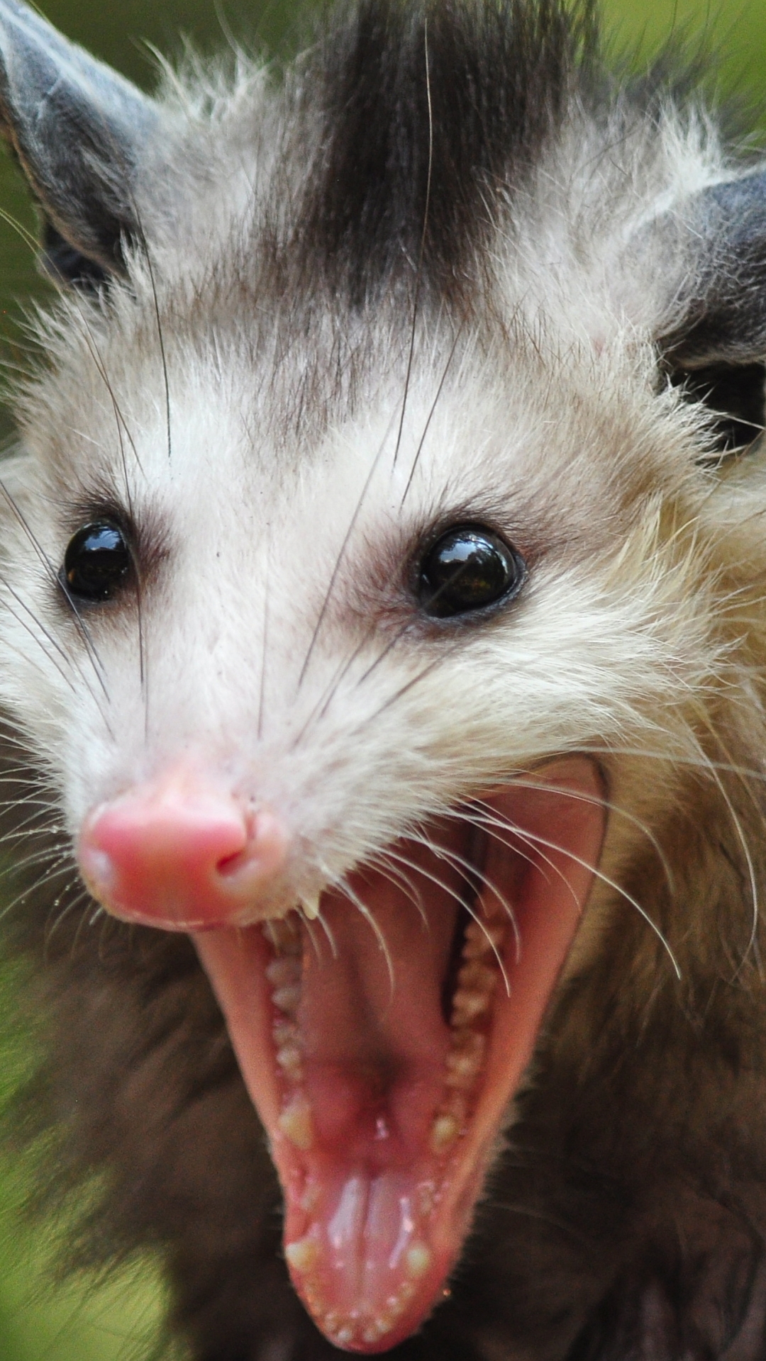 Opossum HD Wallpaper