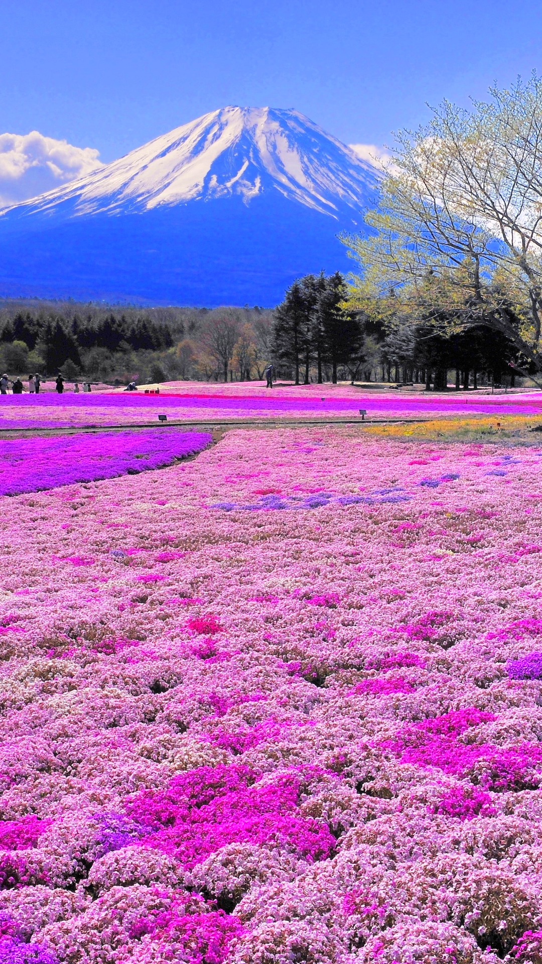 Download Field Tree Flower Mountain Nature Mount Fuji Phone Wallpaper ...