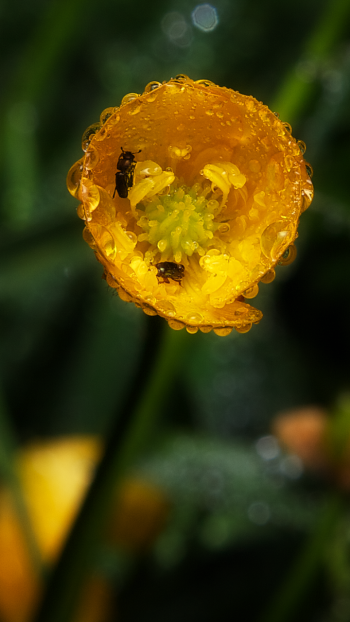 insect dew rain meadow sun buttercup gold yellow photography macro Phone Wallpaper