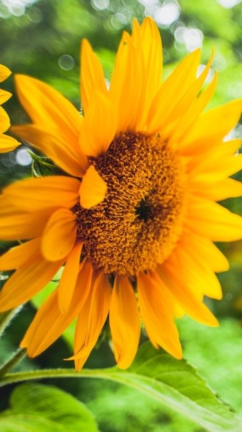 nature sunflower Phone Wallpaper