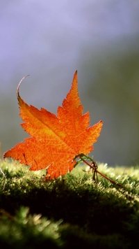 A Maple Leaf And Many Water Drops Wallpaper  Download to your mobile from  PHONEKY
