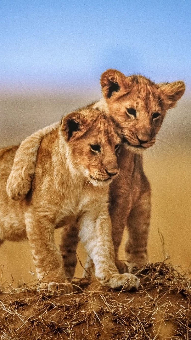 Download Cub Baby Animal Animal Lion Phone Wallpaper
