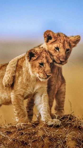  2 lion babies by Jeffrey C. Sink