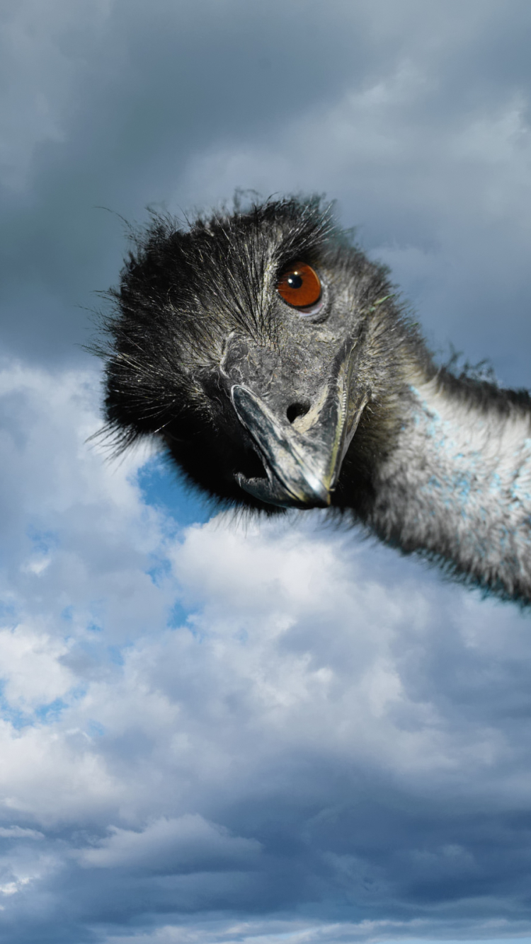 Emu Phone Wallpaper