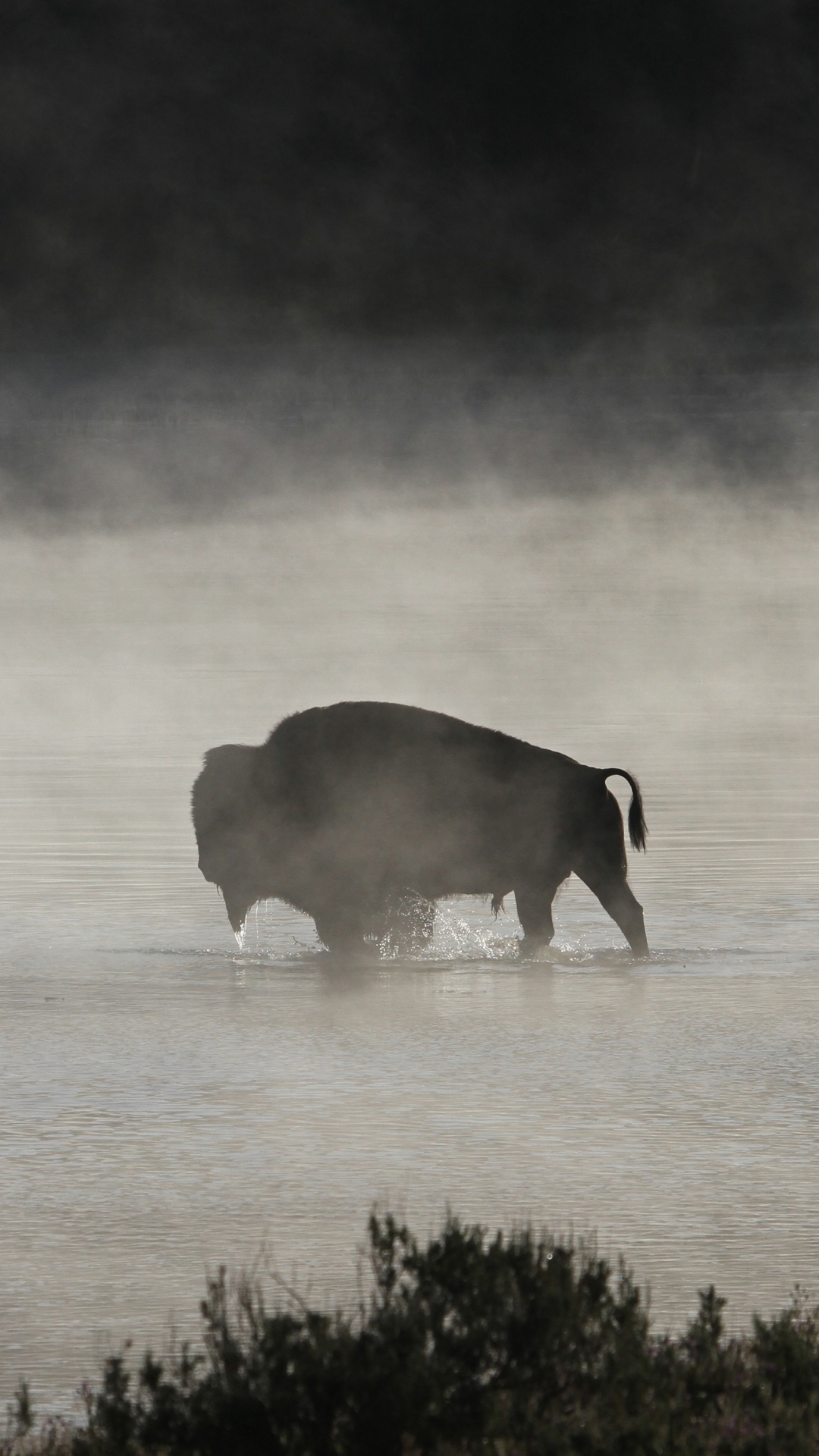 Bison / Buffalo in the morning mist of yellowstone national park wyoming by skeeze