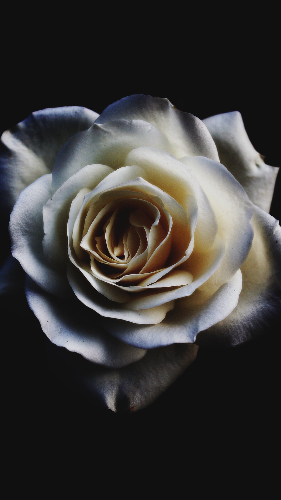 Download White Rose Nature Rose Phone Wallpaper