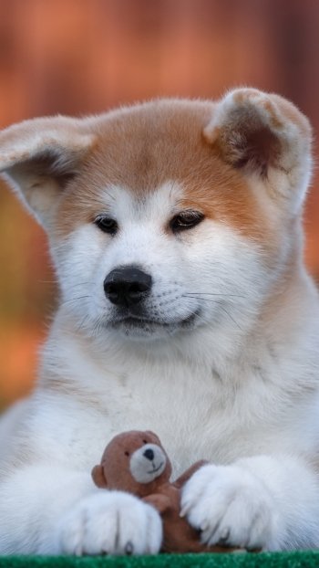 baby animal puppy dog Animal akita Phone Wallpaper