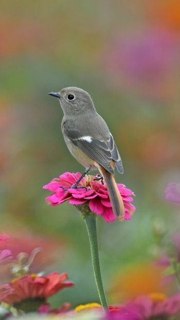  Little Bird on Flower