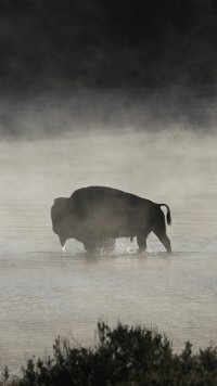30+ Bison Apple/iPhone 5 (640x1136) Wallpapers - Mobile Abyss