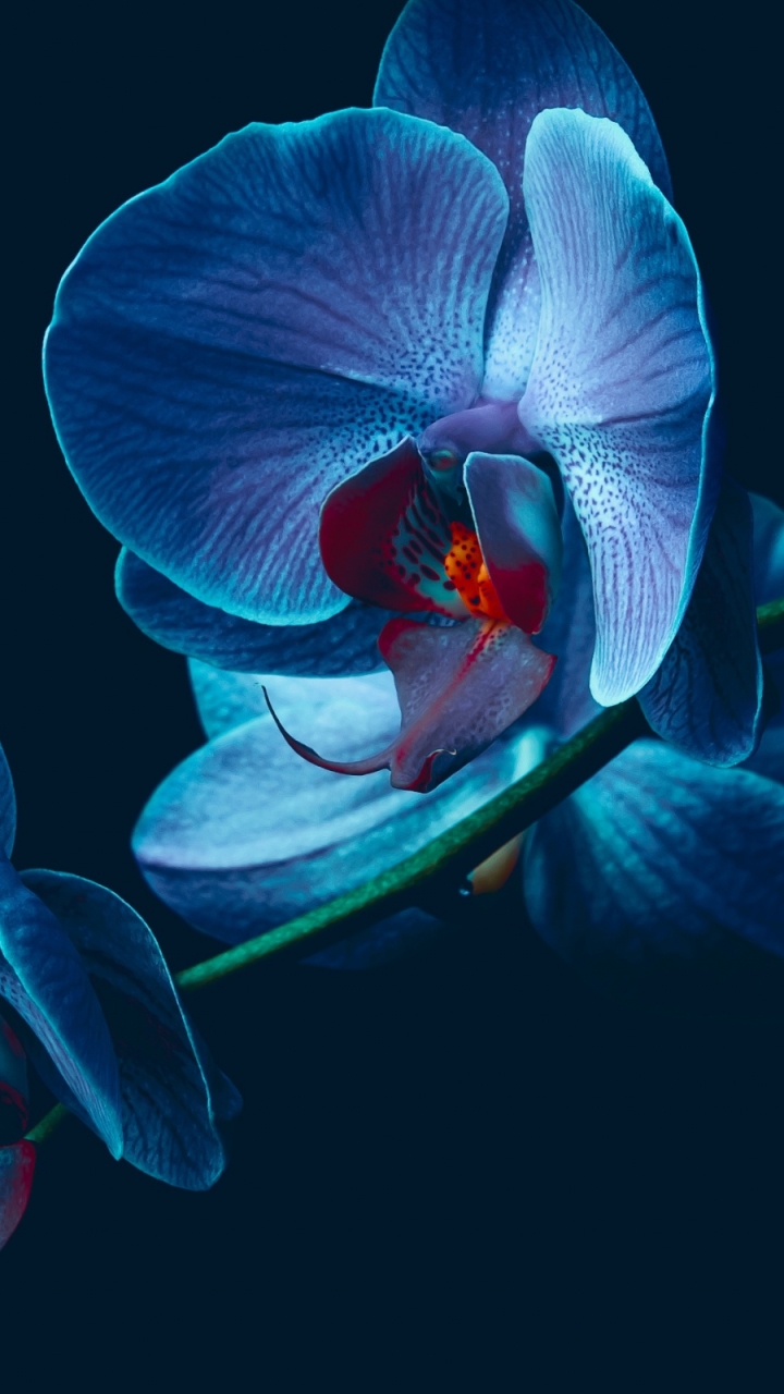 Orchid Phone Wallpaper