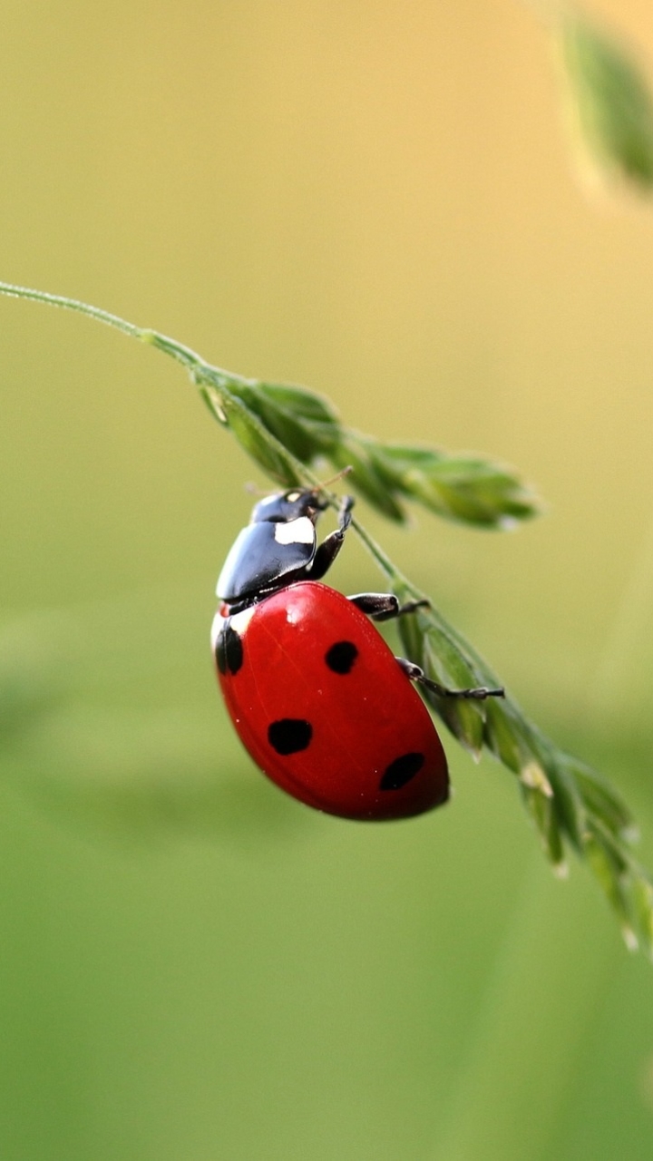Animal Ladybug - Mobile Abyss.