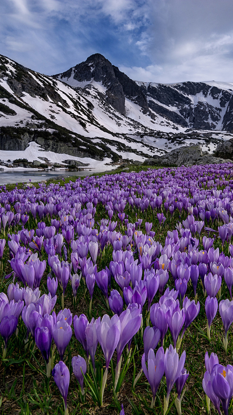 Crocuses Blooming in the Mountains in Spring