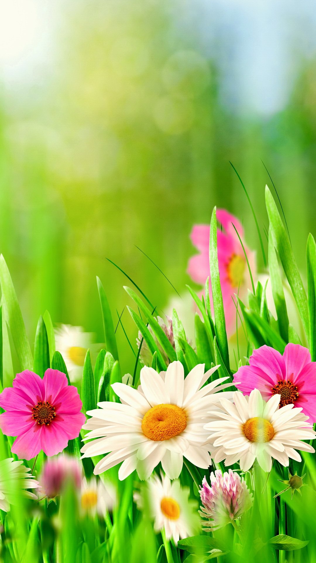 Download Bokeh Spring Close-up Grass Daisy Nature Earth Flower ...